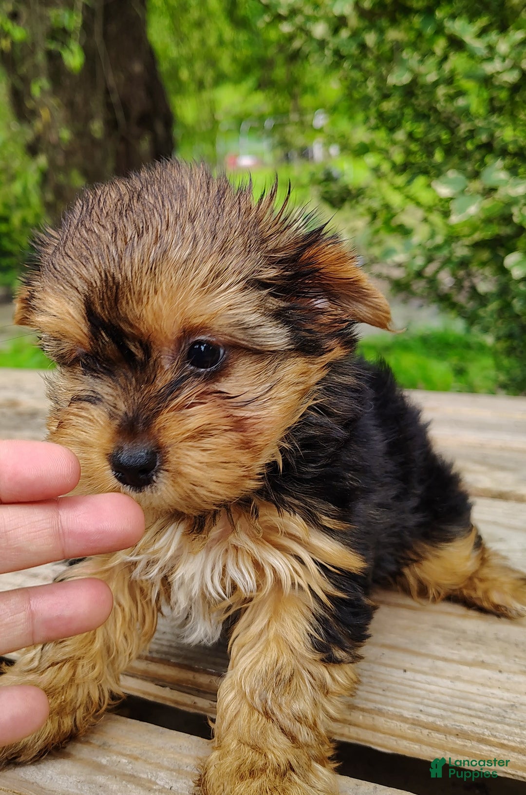 Yorkshire Terrier dogs for sale: Seraphina - Image 9
