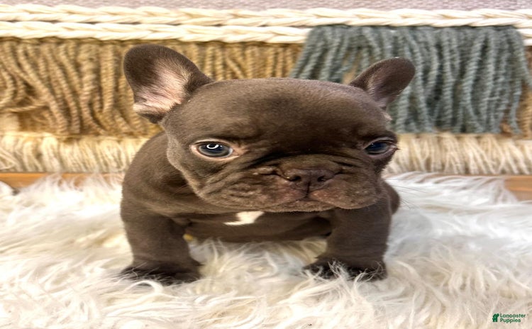 French Bulldog dogs for sale - Ad 3