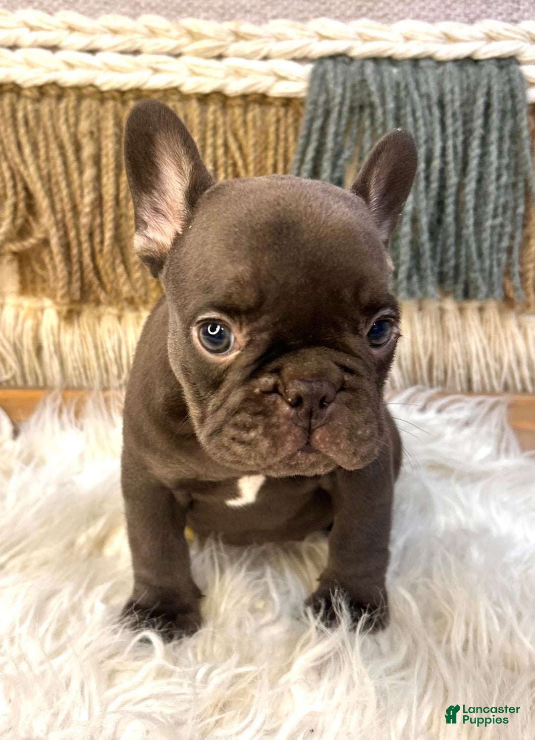 French Bulldog dogs for sale: Solid Chocolate French Bulldog  - - Image 1