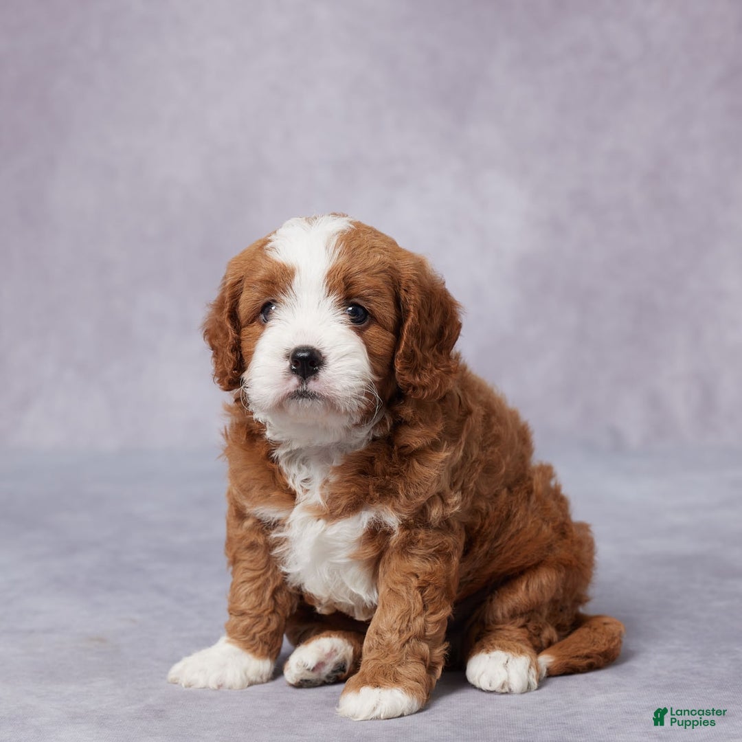 Cavapoo dogs for sale: Vito - Image 1