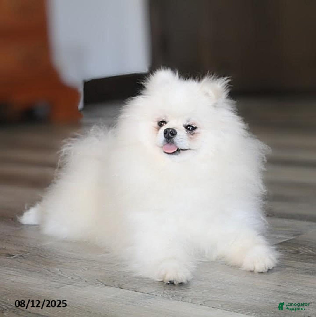 Pomeranian dogs for sale: Kylie - Image 22