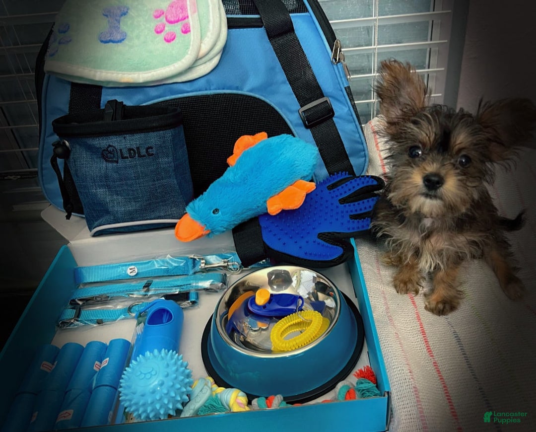 Shorkie dogs for sale: Chuck - Image 2