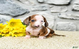 Miniature Dachshund dogs for sale: Zorro - Image 3