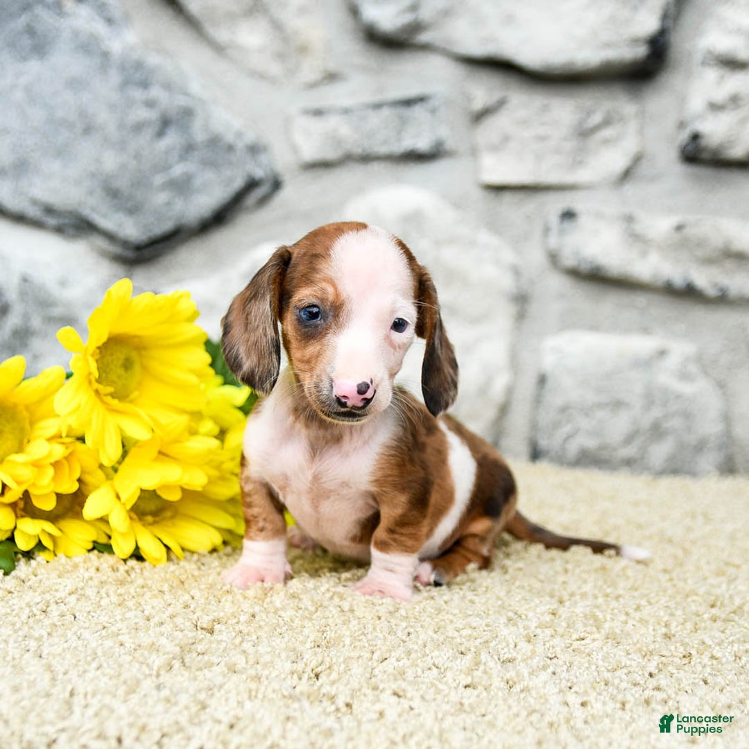 Miniature Dachshund dogs for sale: Zorro - Image 3