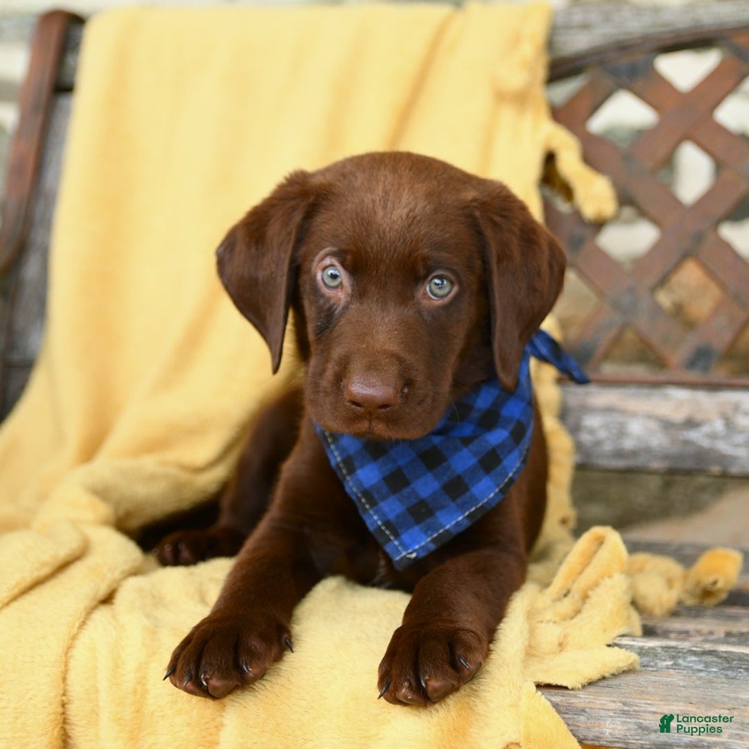 Labrador Retriever dogs for sale: Caleb - Image 4
