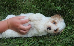 Maltipoo dogs for sale: Max - Image 3