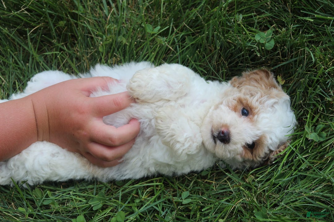 Maltipoo dogs for sale: Max - Image 3