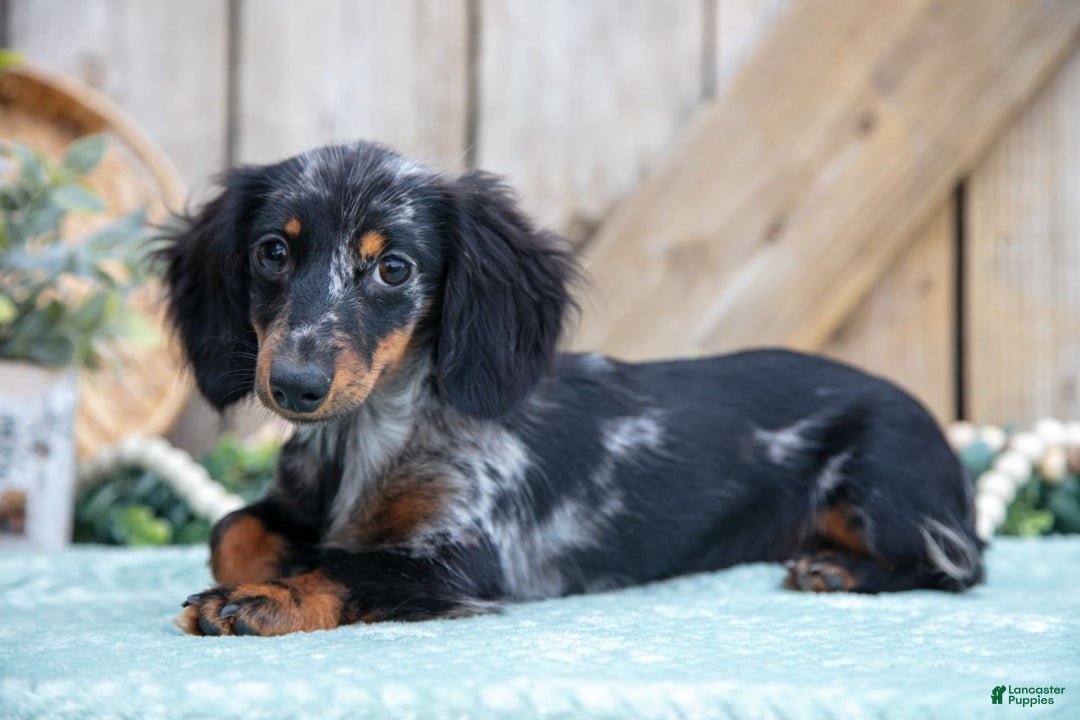Miniature Dachshund dogs for sale: Stormy - Image 1