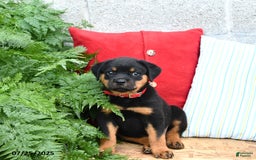 Rottweiler dogs for sale: Rusty - Image 4