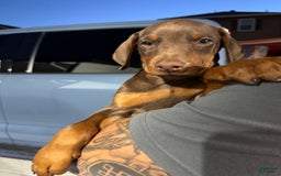 Doberman Pinscher dogs for sale: Beans - Image 3