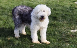 Sheepadoodle dogs for sale: Mustang - Image 6