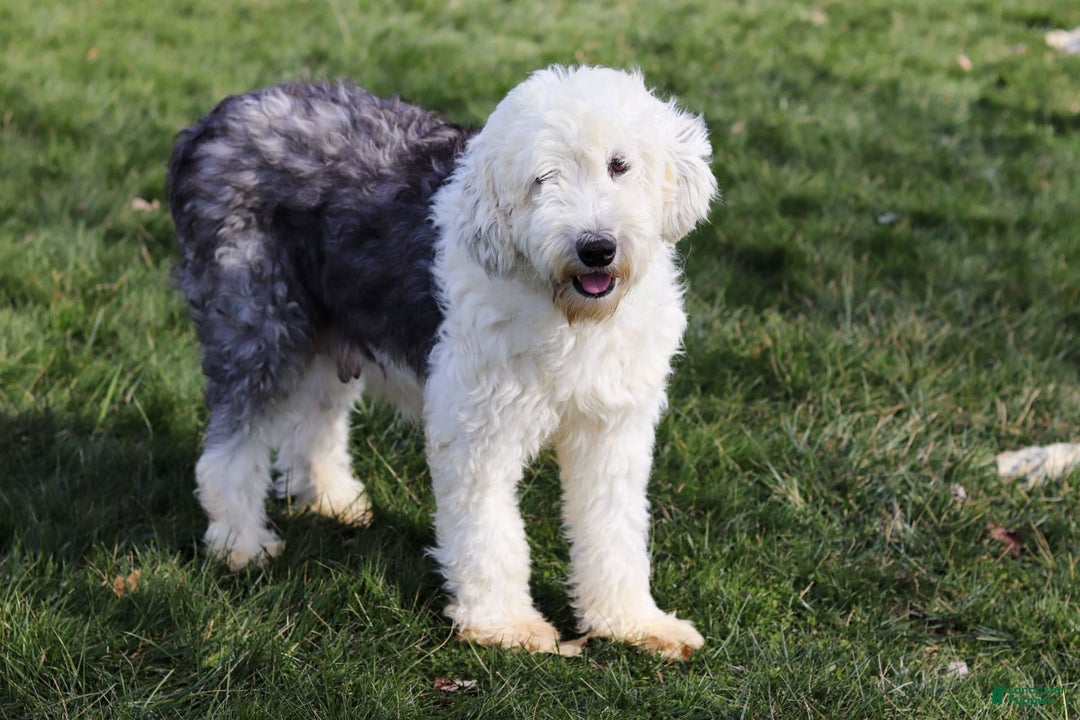 Sheepadoodle dogs for sale: Mustang - Image 6