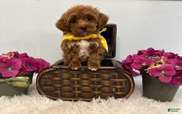 Maltipoo dogs for sale: TEDDDY - Image 3