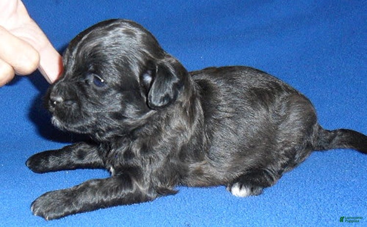 Shihpoo dogs for sale - Ad 1