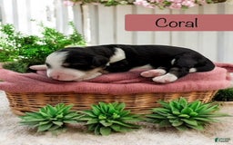 Bernedoodle dogs for sale: Coral - Image 5