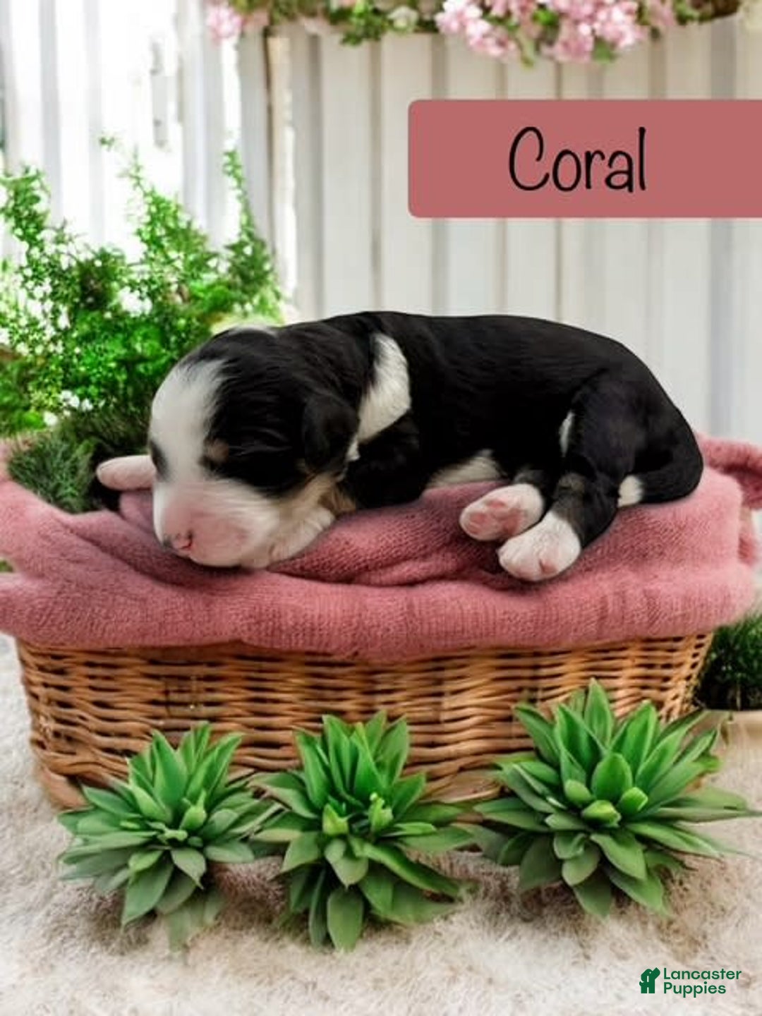 Bernedoodle dogs for sale: Coral - Image 5