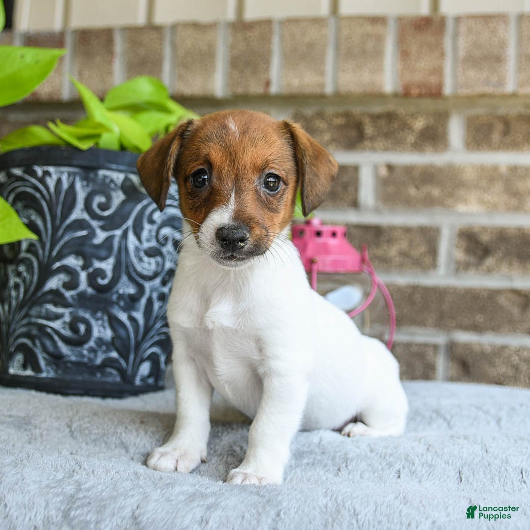 Jack Russell Terrier dogs for sale: Dixie - Image 1