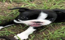 Boston Terrier dogs for sale: Jewels - Image 3