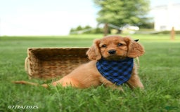 Miniature Golden Retriever dogs for sale: Camper - Image 1