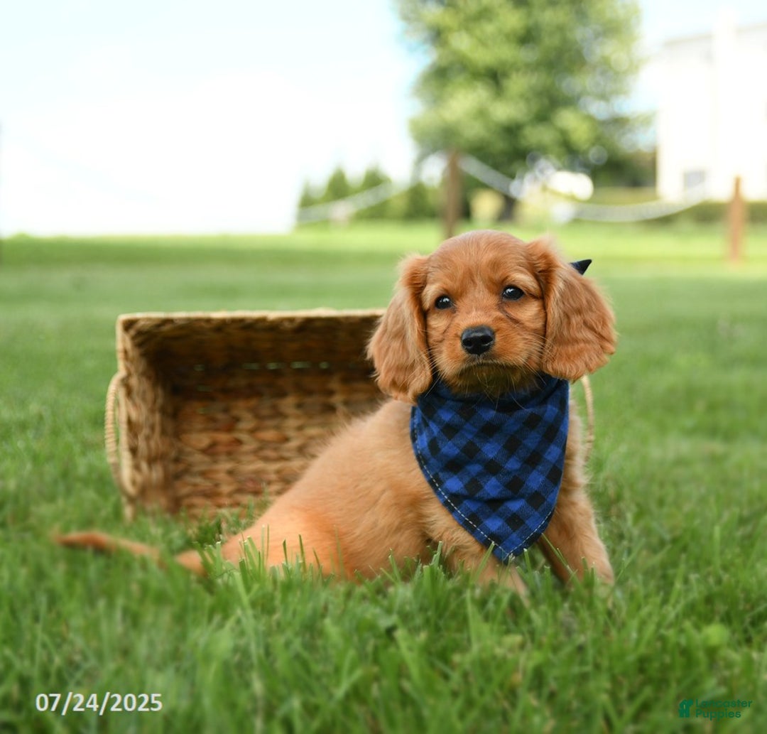 Miniature Golden Retriever dogs for sale: Camper - Image 1