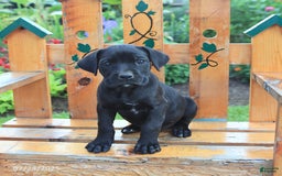 Cane Corso dogs for sale: Kelsey - Image 4