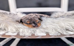 Mini Bernedoodle dogs for sale: Wolfgang - Image 2