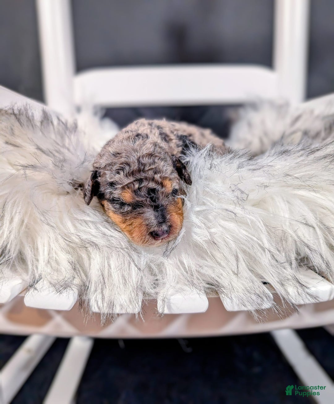 Mini Bernedoodle dogs for sale: Wolfgang - Image 2