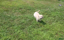 Golden Retriever dogs for sale: Costa - Image 14
