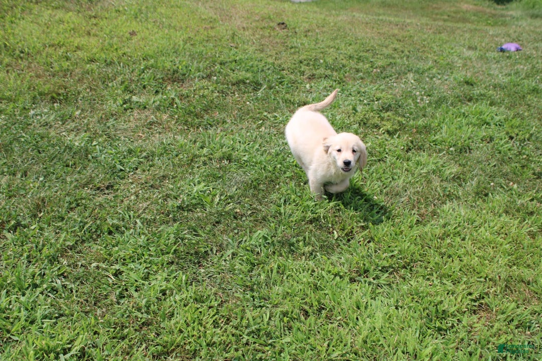 Golden Retriever dogs for sale: Costa - Image 14