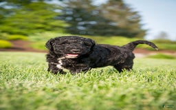 Goldendoodle dogs for sale: Jeneva - Image 7