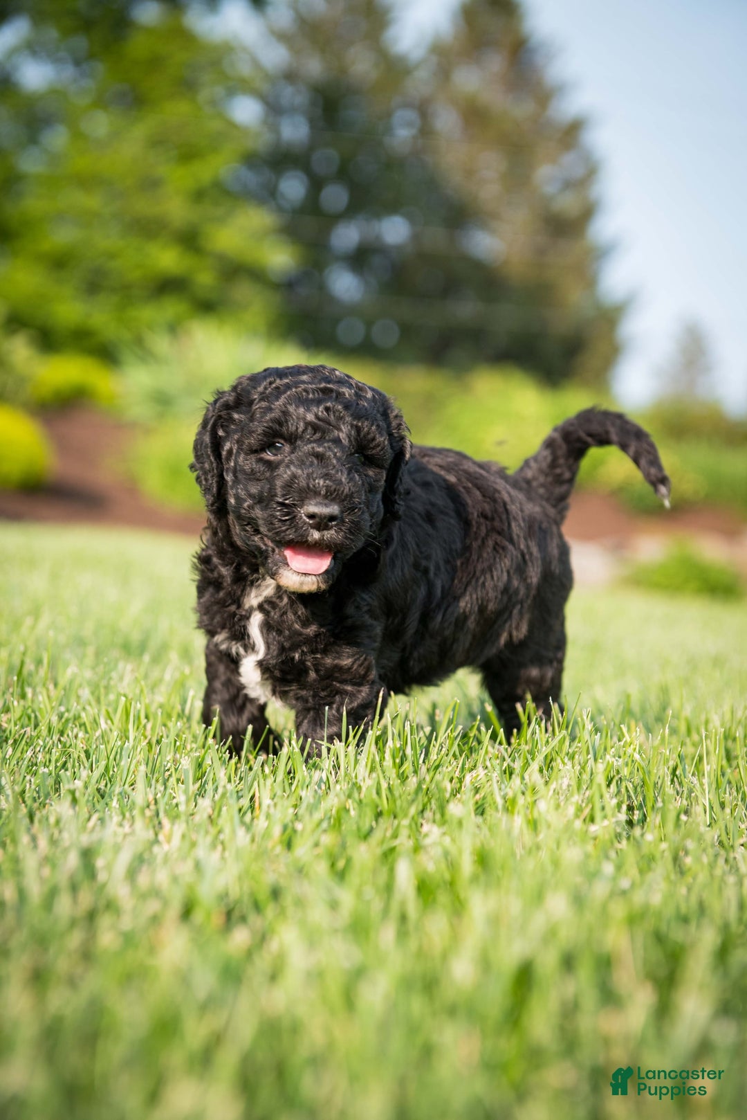Goldendoodle dogs for sale: Jeneva - Image 7