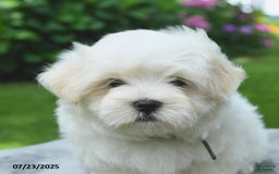 Maltese dogs for sale: Louie - Image 3