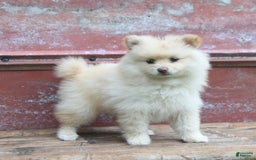 Pomeranian dogs for sale: Pansie - Image 4