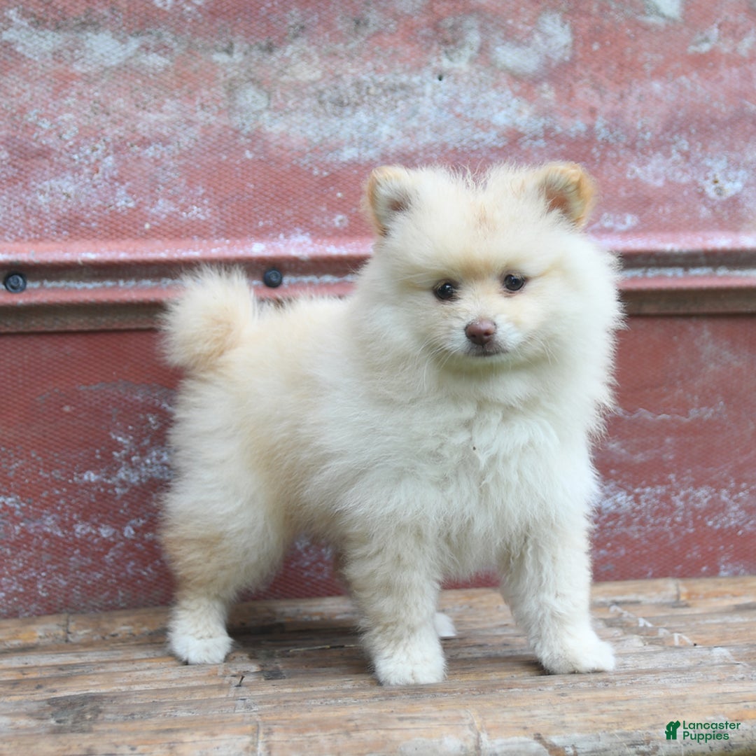 Pomeranian dogs for sale: Pansie - Image 4