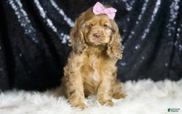 Cocker Spaniel dogs for sale: Lexi - Image 2