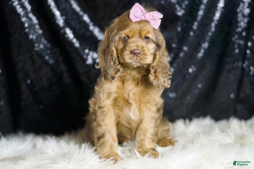 Cocker Spaniel dogs for sale: Lexi - Image 2