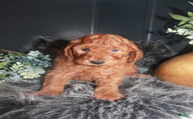 Mini Goldendoodle dogs for sale - Ad 1