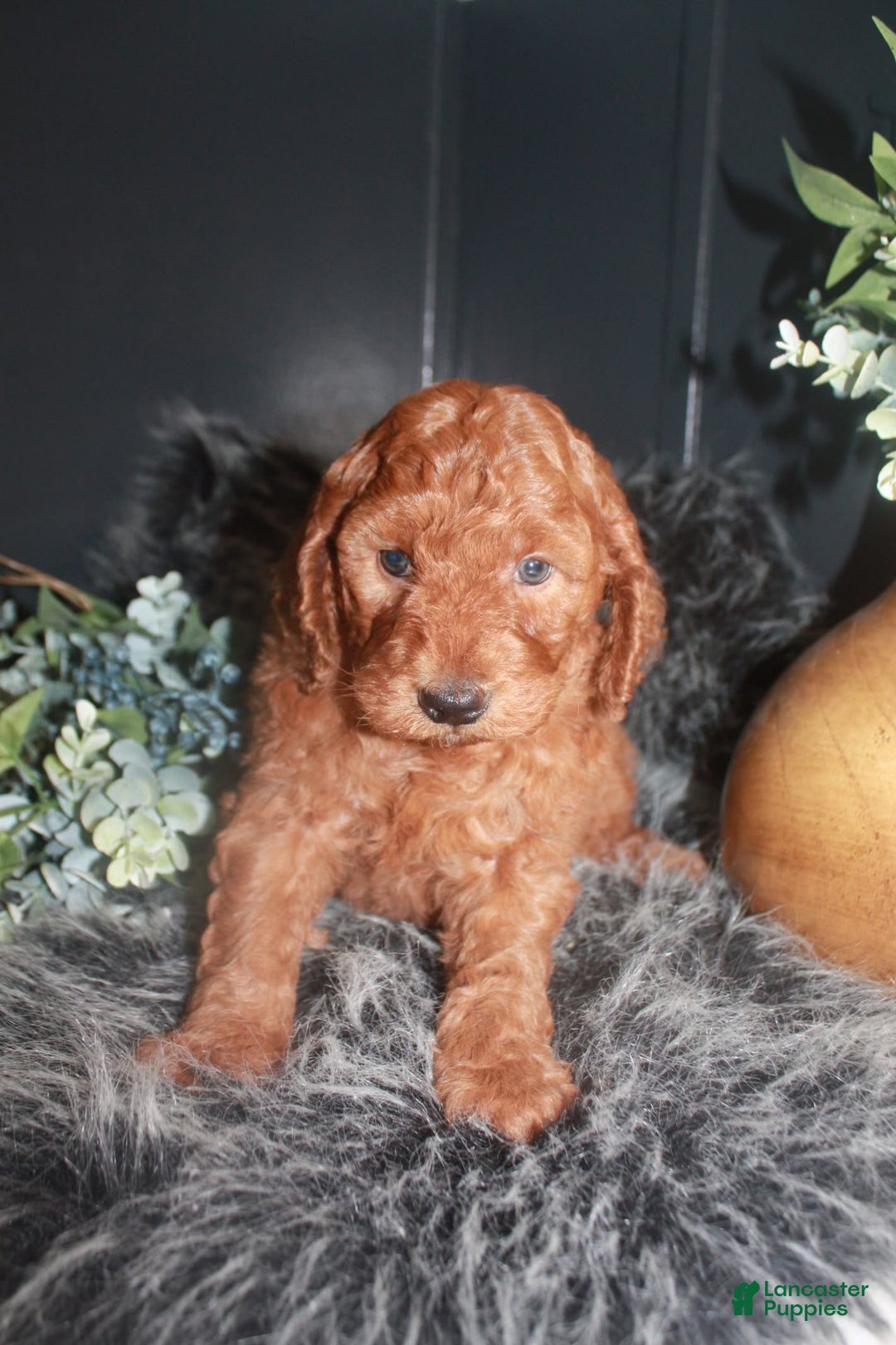 Mini Goldendoodle dogs for sale: Teddy - Image 1
