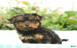 Morkie dogs for sale: Benji - Image 5