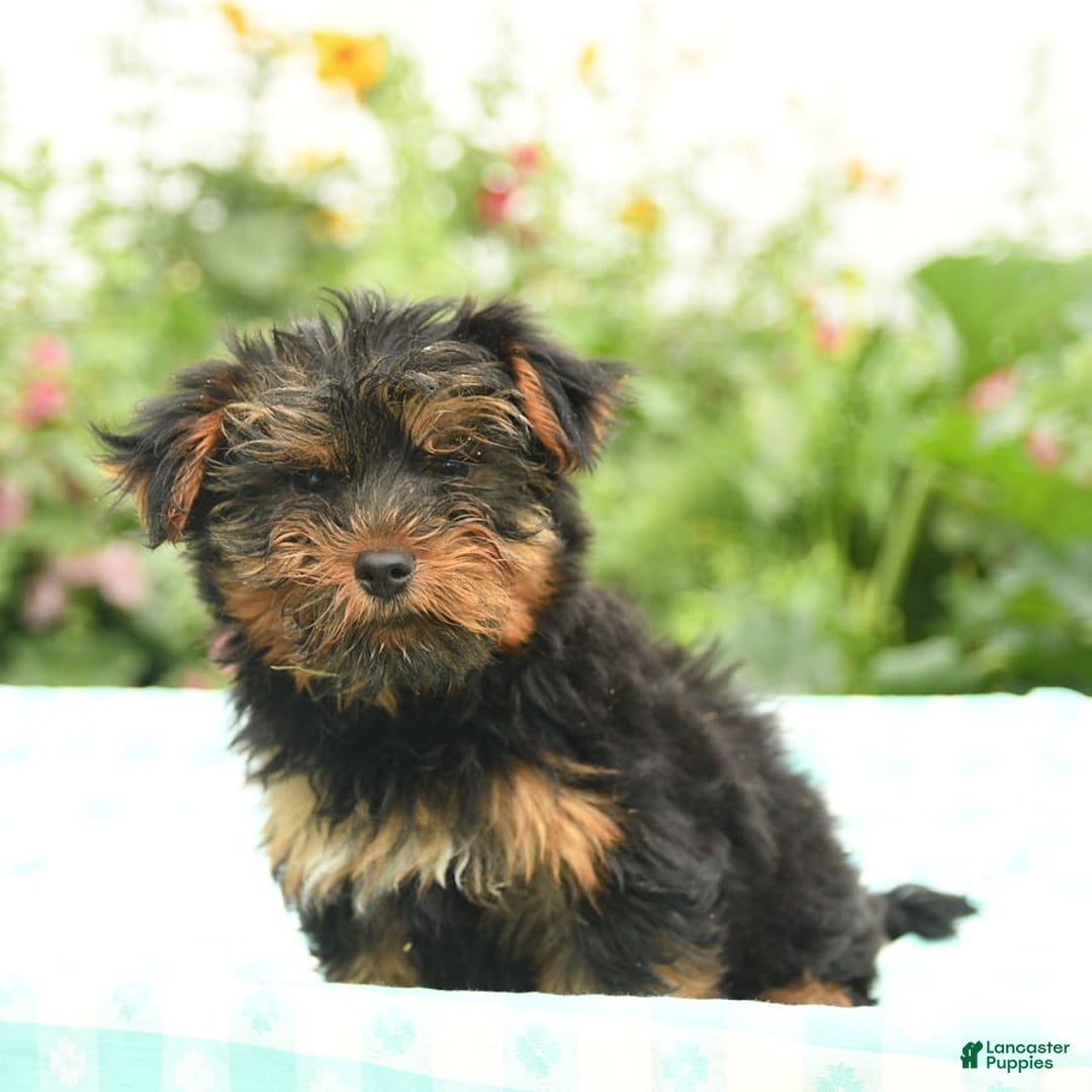 Morkie dogs for sale: Benji - Image 5