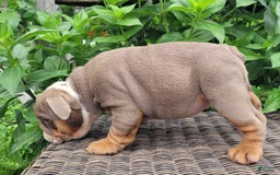 English Bulldog dogs for sale: Lexie - Image 8
