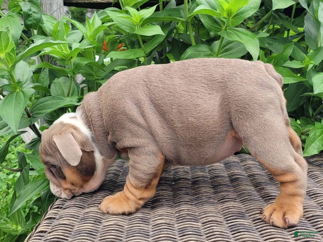 English Bulldog dogs for sale: Lexie - Image 8