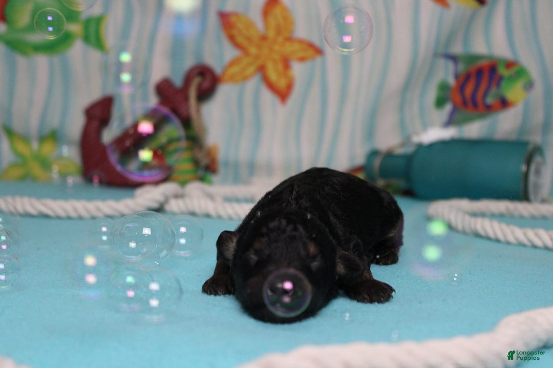 Mini Bernedoodle dogs for sale: Mike - Image 8