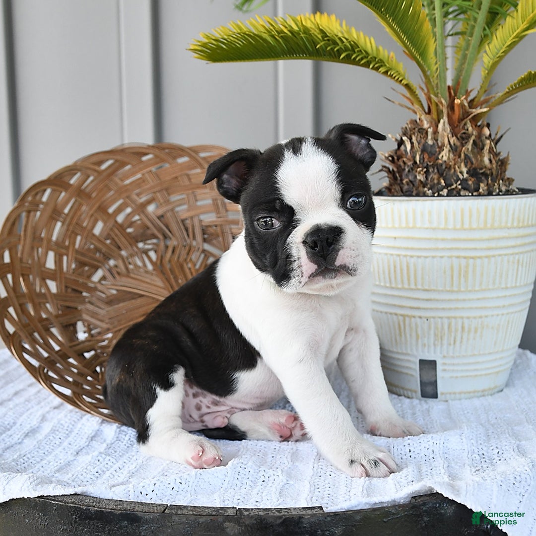 Boston Terrier dogs for sale: Blitz - Image 1