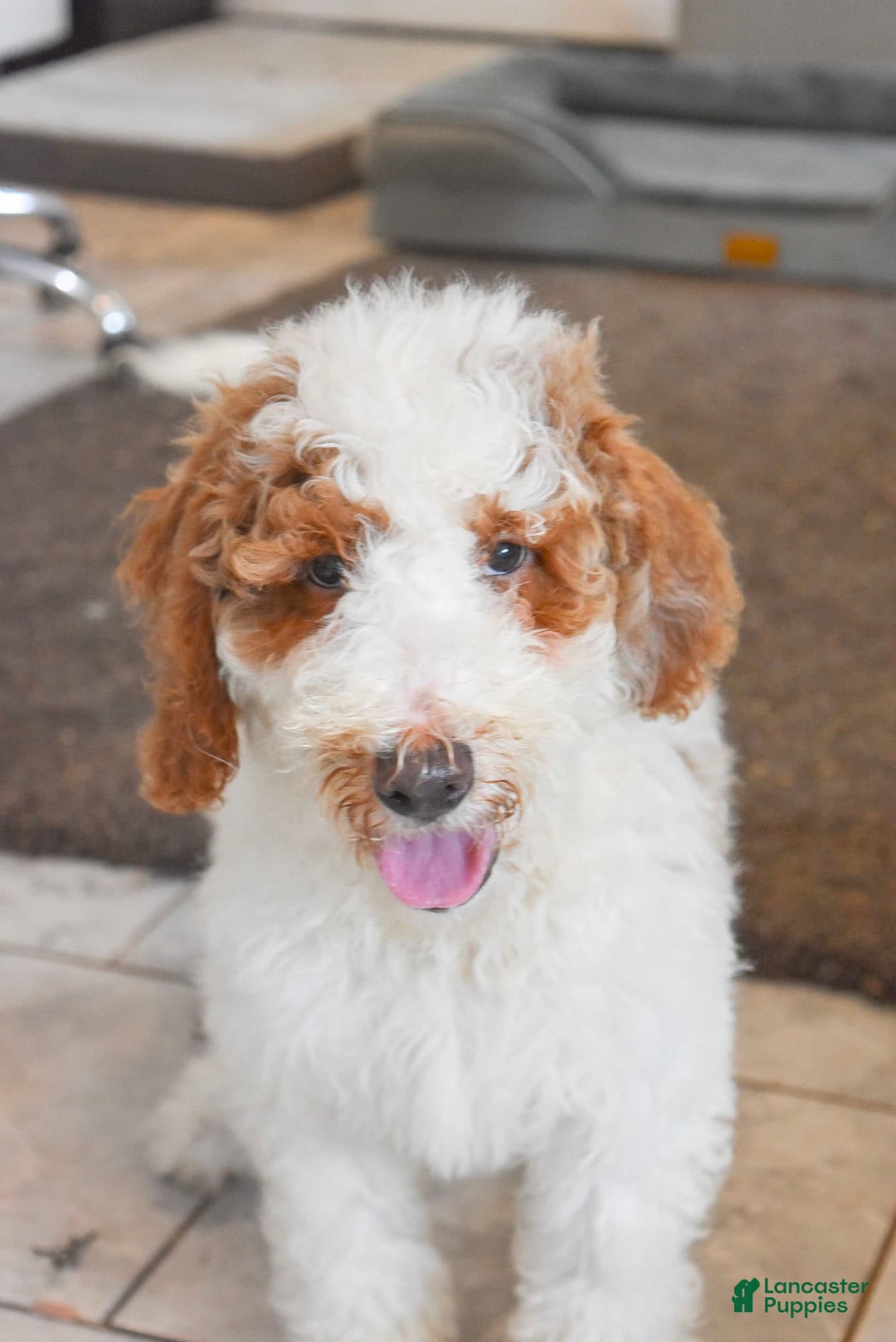 Goldendoodle dogs for sale: Milo - Image 1
