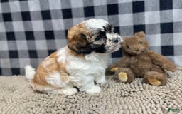 Teddy Bear dogs for sale: Adam - Image 2