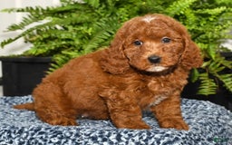 Miniature Poodle dogs for sale: Zuri - Image 3