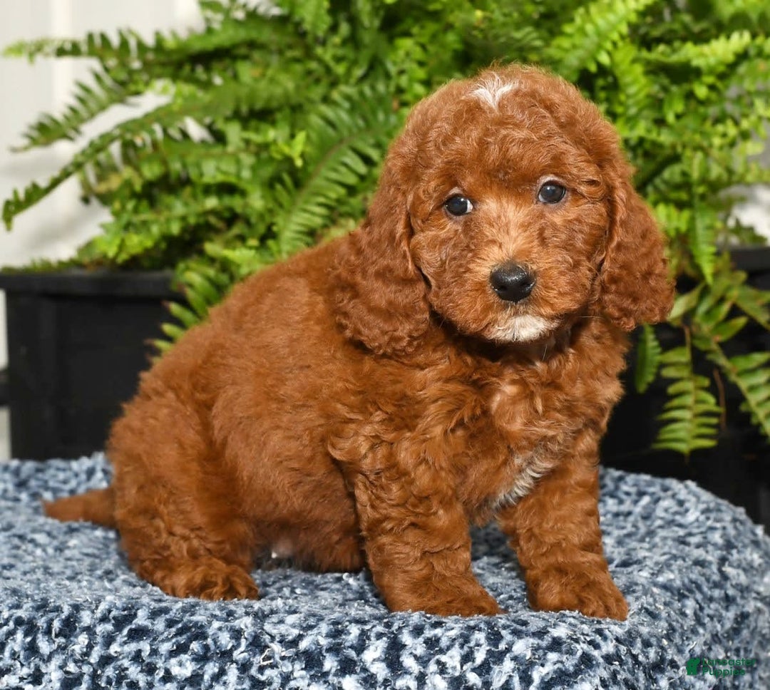 Miniature Poodle dogs for sale: Zuri - Image 3