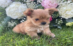 Morkie dogs for sale: Mikie - Image 1