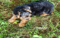 Yorkshire Terrier dogs for sale: Macy - Image 2